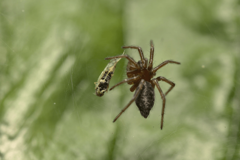 Edderkoppen og araknofobi